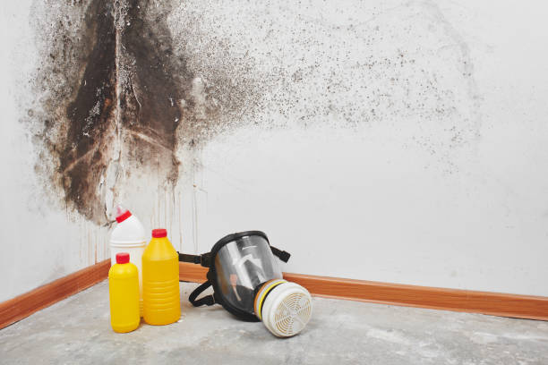 Best Emergency Mold Removal  in Sayre, OK