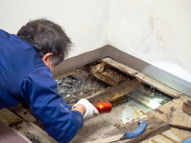 Best Crawl Space Mold Removal  in Sayre, OK