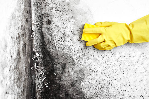 Best Mold Testing  in Sayre, OK