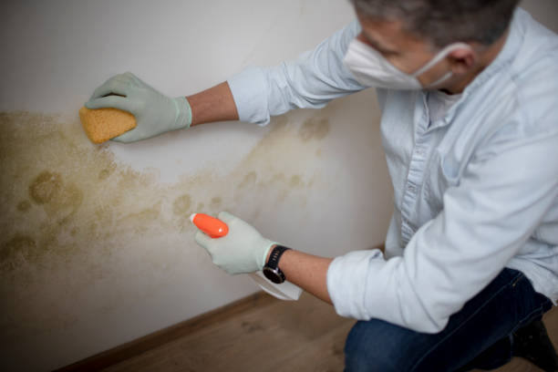Mold Removal and Inspection in Sayre, OK
