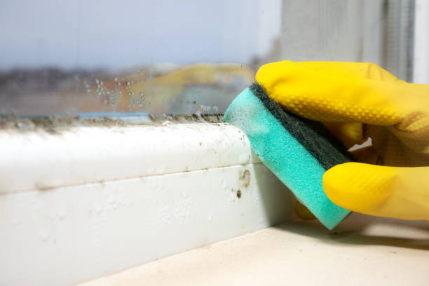 Professional Mold Removal in Sayre, OK