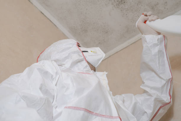 Best Local Mold Removal Service  in Sayre, OK