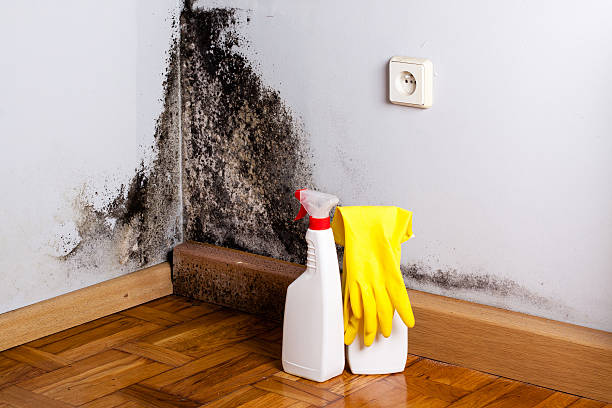 Best Mold Damage Repair  in Sayre, OK