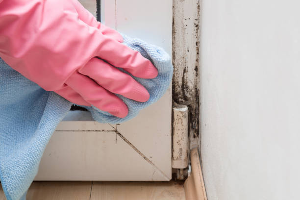Best Home Mold Removal  in Sayre, OK