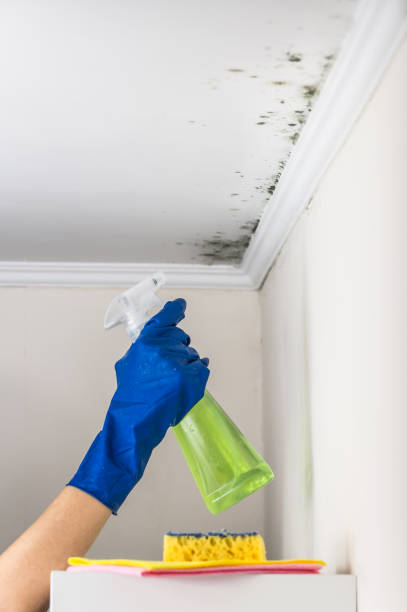 Best Mold Removal Company Near Me  in Sayre, OK