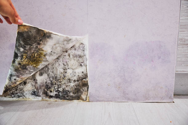 Best Affordable Mold Removal  in Sayre, OK